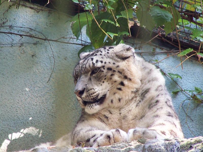 Animaux 038